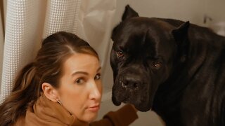 Cane Corso Gets Bath RAW Home Footage