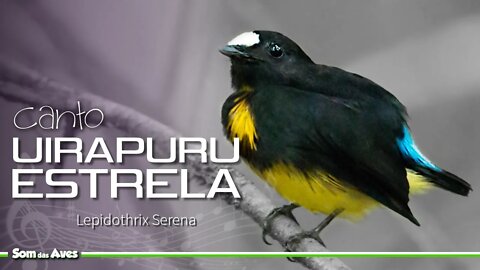 Pássaro UIRAPURU ESTRELA - 🎶Canto do Uirapuru (Lepidothrix Serena)🌿