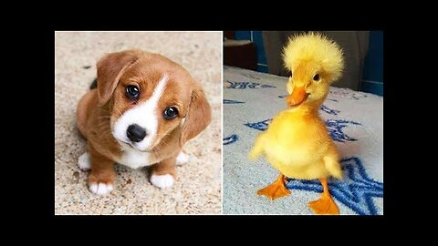 Funniest Animals 2024 😂 Best Funny Cats and Dogs 😻🐶 Part 20 | Cute Baby Dogs