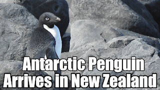 Penguin from Antarctica🐧 ends up on New Zealand Coast🌊