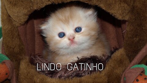 ✅ Petruchio the cutest kitten in the world