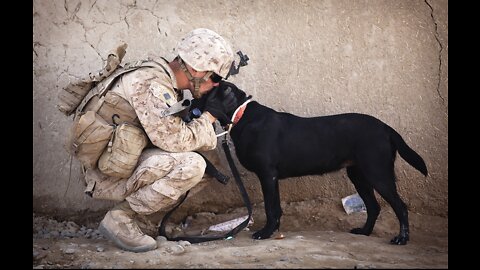 30 Ultimate Military And Police Dog Breeds in the World 2022