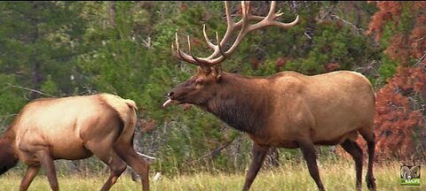 < Very Active Elk Bull with His Harem During the Elk Rut