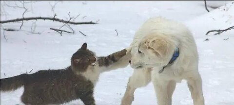 Hilarious cat attacking dogs ultimate edition Try not to laugh