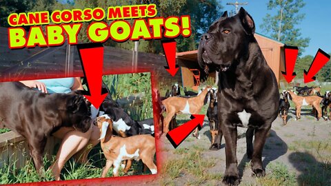Cane Corso Meets BABY Goats 1st Time! WATCH TO THE END!