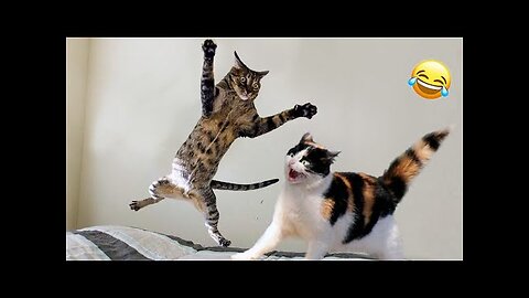 Funny Animals Video😆😺 | Cat And Dog Funny Reactio |