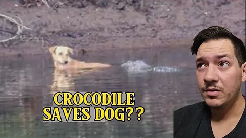 Crocodile saves dog from... other dogs...?