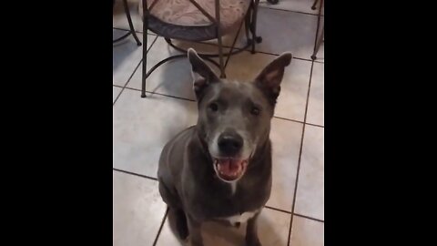 Blue Loves His Walkies