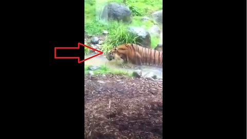 Tiger stalks and hunts child at Dublin Zoo