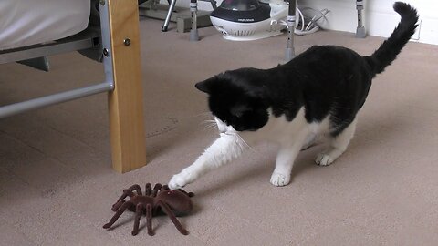 Cat Vs Giant Spider (Tarantula) RC