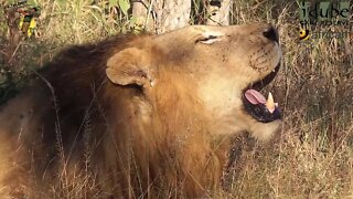 Roar Of The African Male Lion