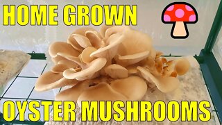 Growing Mushrooms on Cat Litter - How We Make then Feed Fruiting Bags For a 2nd Harvest