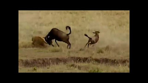 TOP 5 SAVAGE ANIMAL FIGHTS 2017