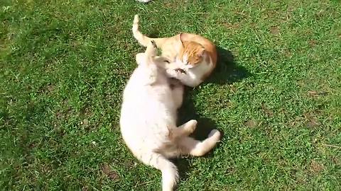 Puppy and kitten engage in most epic battle of all-time