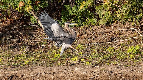 Great Blue Heron—Arc of Arrival, Sony A1/Sony Alpha1, 4k