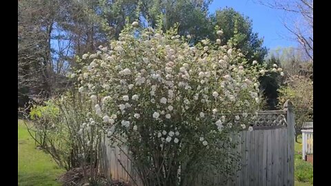 Pruning Burkwood Viburnum Heavily -- Fall 2022
