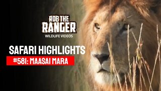 Safari Highlights #581: 30 December 2020 | Maasai Mara/Zebra Plains | Latest Wildlife Sightings