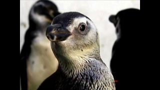 Penguins Go To Rio