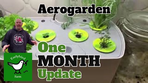 Aerogarden ONE-MONTH update | How much has it grown in One Month?