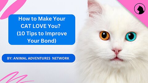 How to Make Your CAT LOVE You? (10 Tips to Improve Your Bond)