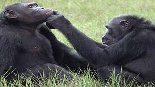 Check This Out: Chimpanzees observed using insects to possibly treat wounds