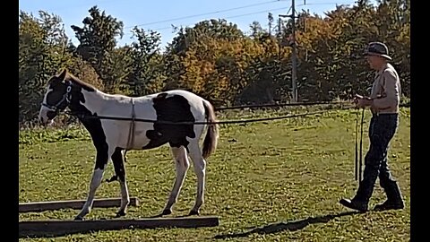 Bandit the weanling TWH - line driving - 11 Oct 2023