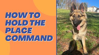 Teach Dogs How to Hold The Place Command
