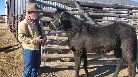 Horse Branding December 2020 | Livestock Brand | Hot Iron