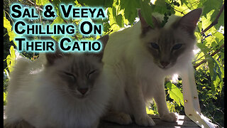 Our Kitty Cats, Sal and Veeya, Chilling On Their Catio In Our Garden Patio [Animal ASMR, Sleepy]