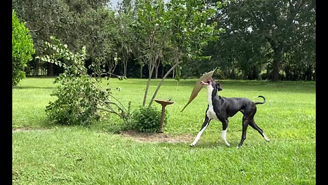 Playful Great Danes Supervise Pool & Golf Green Storm Debris Cleanup