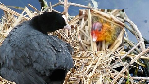 Baby Coot Bird Struggles to get back on Nest