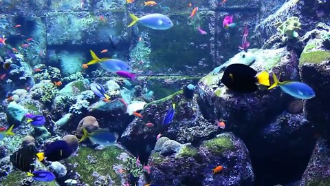 3 HOURS of Beautiful Coral Reef Fish | Relaxing Ocean Fish Aquarium Fish Tank HD | Relaxing Music