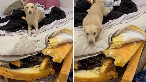 Guilty Pup Absolutely Dismantles Bed Into Pieces