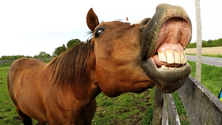 Horse Makes Hilarious Faces After Sharing Cyclist's Unusual Snack