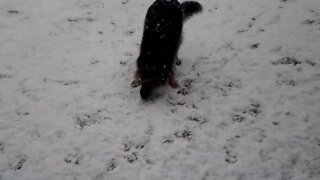 Harley Playing Ball In the Snow