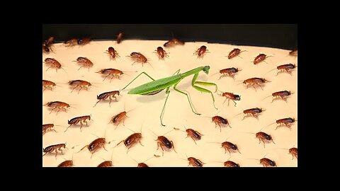 1000 COCKROACHES and MANTIS. AWESOME! 【LIVE FEEDING】