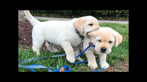 Cutes dogs | Cutest dog in the world | Cute dogs clips 2023