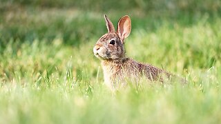 Rabbit Eating Grass