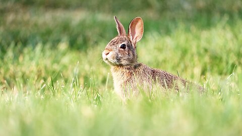 Rabbit Eating Grass
