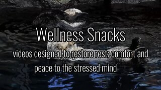 Wellness Snack - Very Cute Animals!