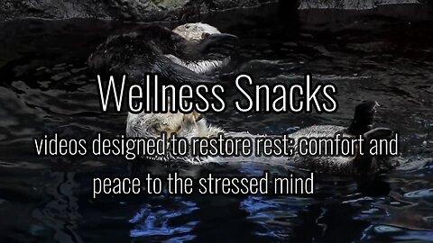 Wellness Snack - Very Cute Animals!