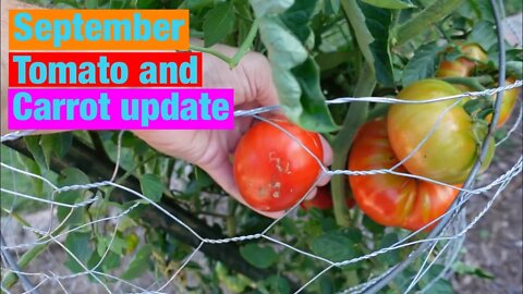 September tomato and carrot update