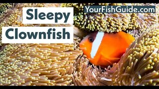 How Do Clownfish Sleep? ~ The SHOCK Results Will Be Surprising You!