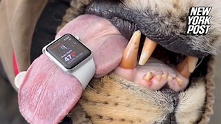 Vet uses Apple Watch to measure lion's heart rate in wild video