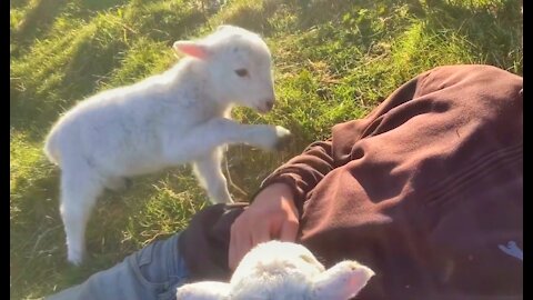 Cute Lamb Needs Attention😍