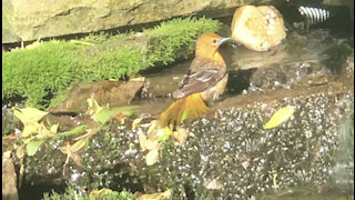 Baby purple finch takes a bath