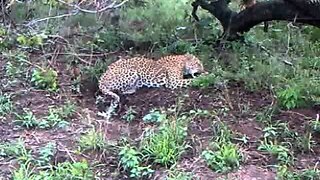 Leopard feeding, direct upload