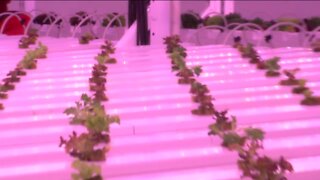 Indoor farm in Milwaukee 'hacks' nature to grow food all year long