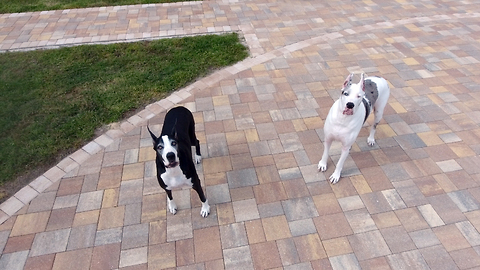 Drone captures bird's eye view of playful Great Danes