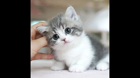 Cute Cat😊